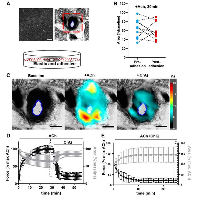 组织牵引显微镜(非医用、仅科研实验)